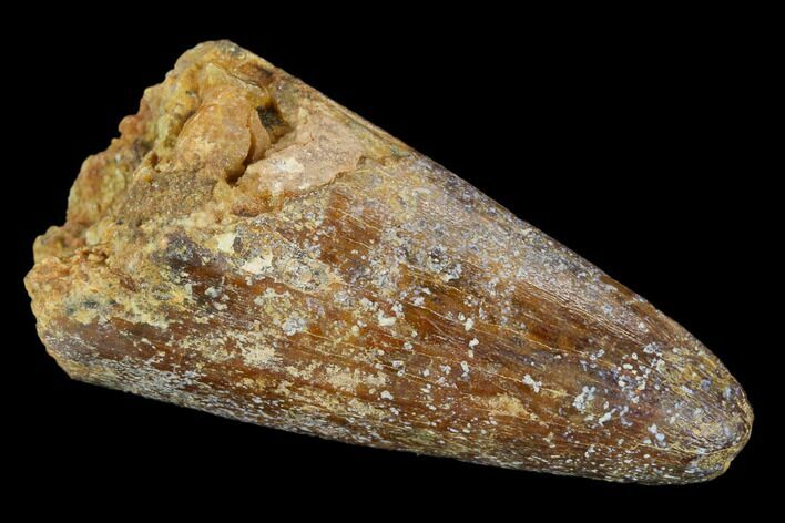 Cretaceous Fossil Crocodile Tooth - Morocco #122484